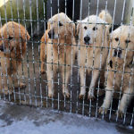 www.goldenrescue.com
