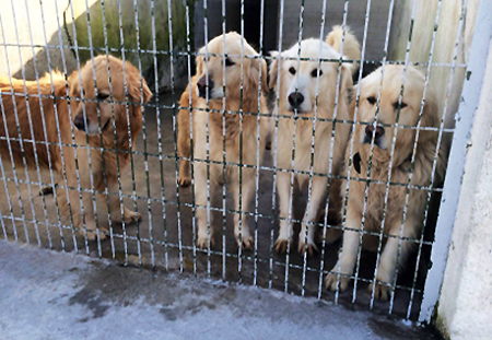 www.goldenrescue.com
