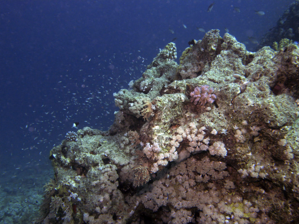 Over 50% of the world’s coral reefs have died in the last 30 years. Up to 90% may die within the next century Few pristine coral reefs still exist. (Source: Secore.org) Photo: © Willi1972 Dreamstime.com